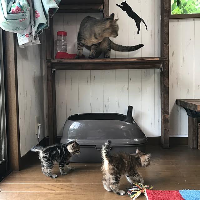 pepeさんの実例写真