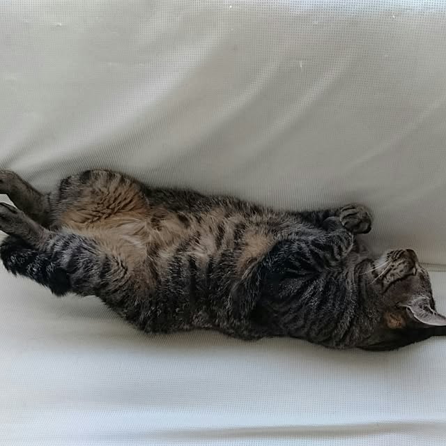 taleo07さんの実例写真