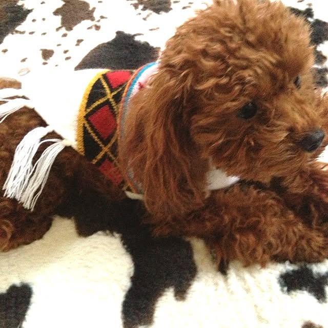 cocoさんの実例写真