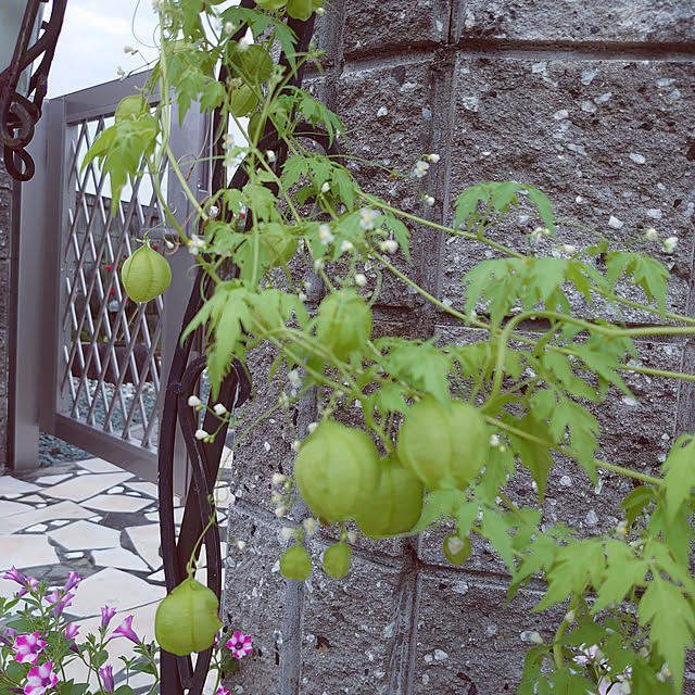 machikomamaさんの実例写真