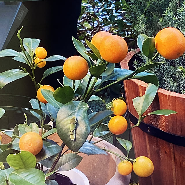 cherryさんの実例写真