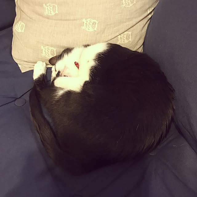 miruさんの実例写真