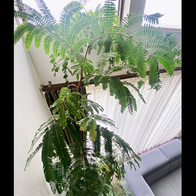 cocochiさんの部屋