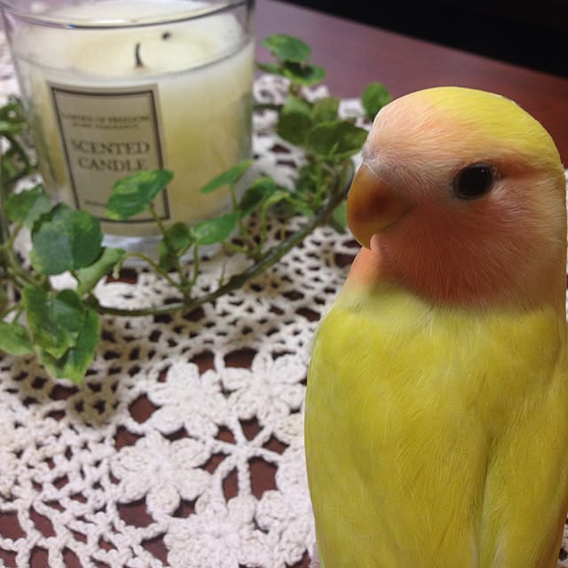 Rikoさんの実例写真