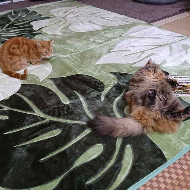 nekomajinさんの実例写真