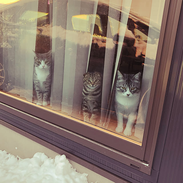 yucciさんの実例写真
