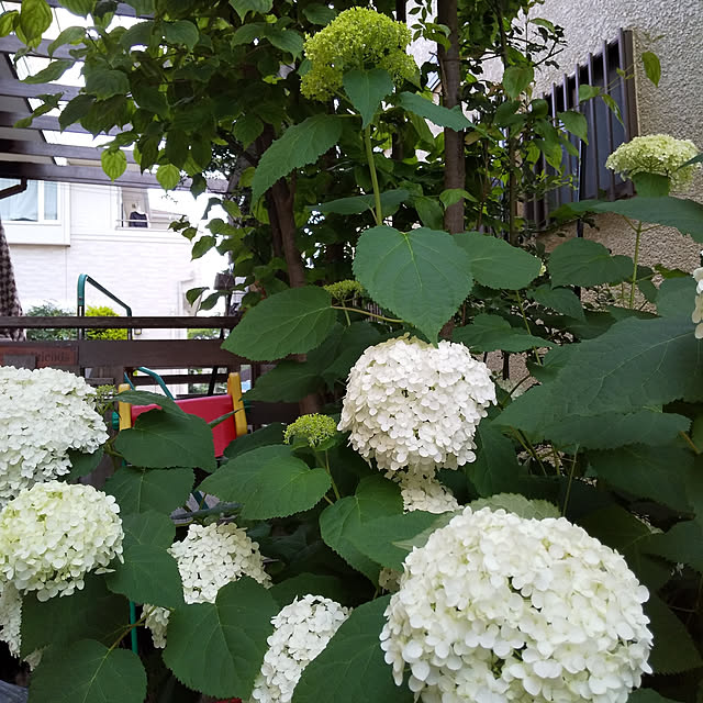 greenさんの実例写真