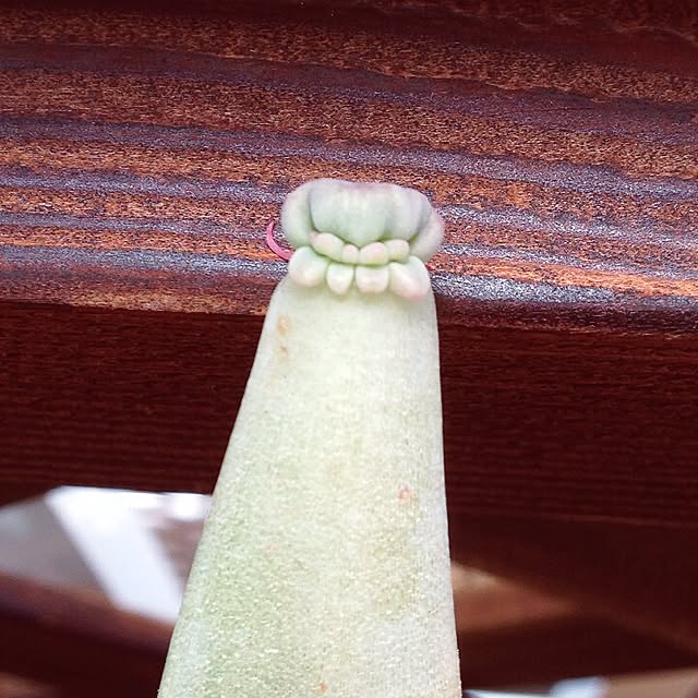 momoさんの実例写真