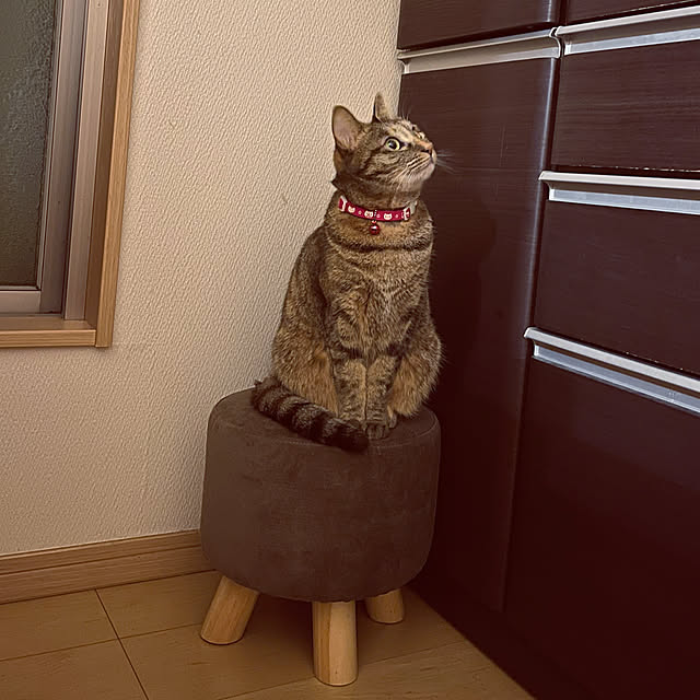 chiiさんの実例写真