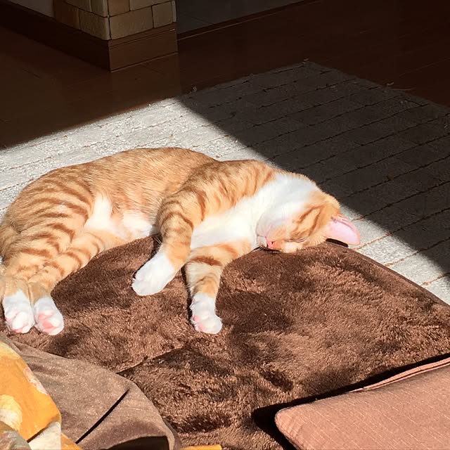 baronkotarouさんの実例写真