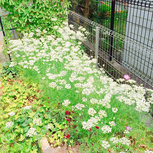 ichiさんの実例写真