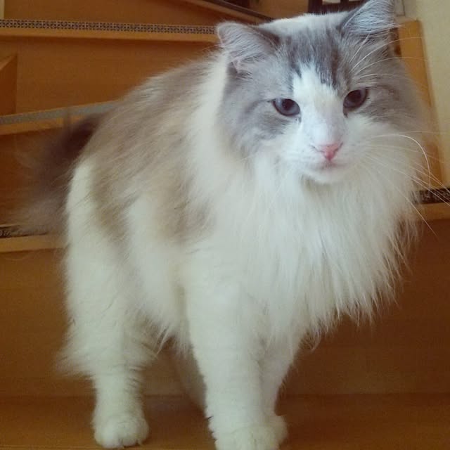 msrmさんの実例写真