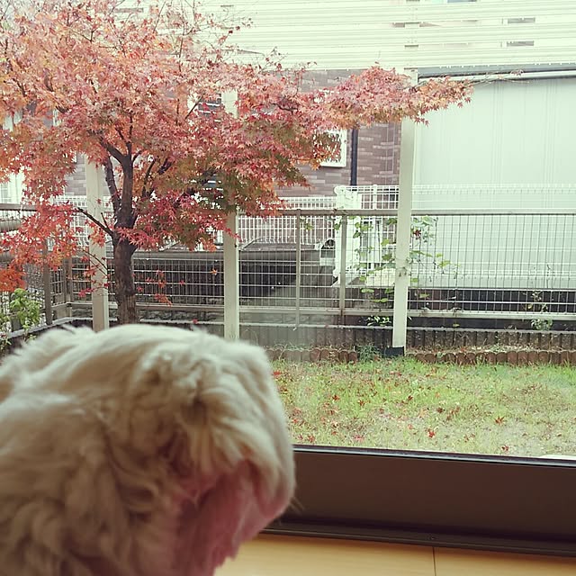 fuku.loveさんの実例写真