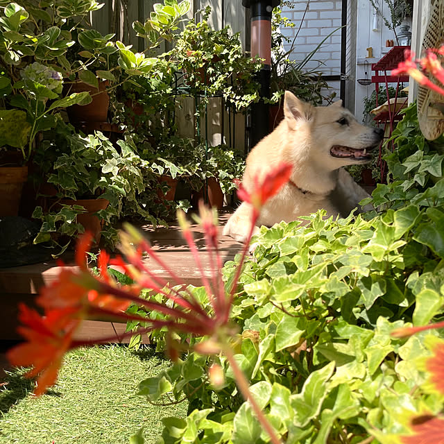 leonaさんの実例写真