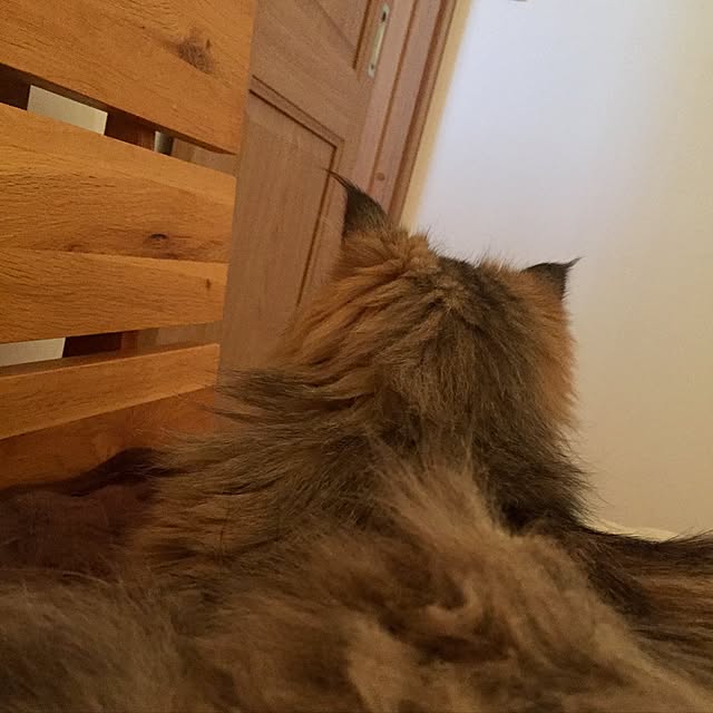 butachanさんの実例写真