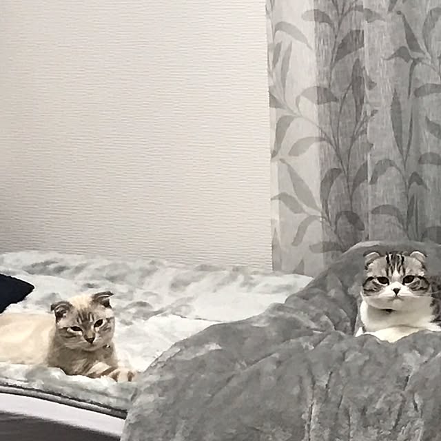 Dahliaさんの実例写真