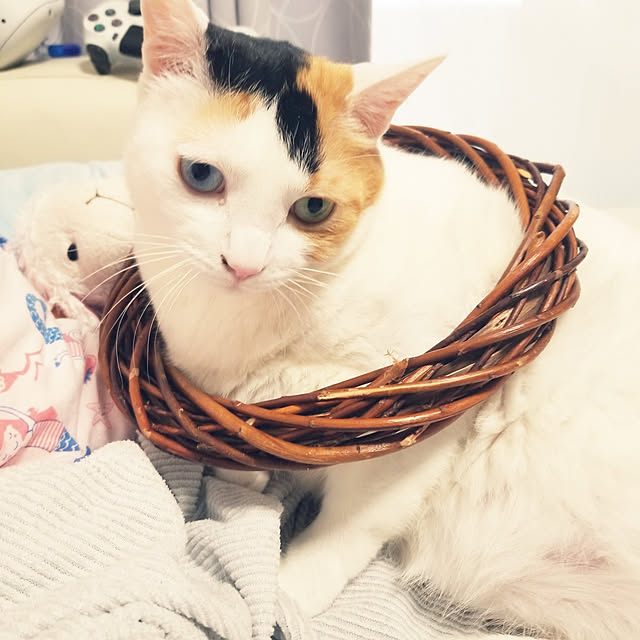 HOTARU.catさんの実例写真