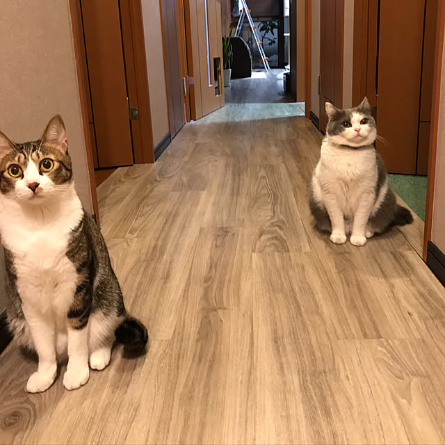 noikoさんの実例写真