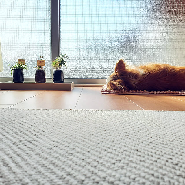 asamaoさんの実例写真
