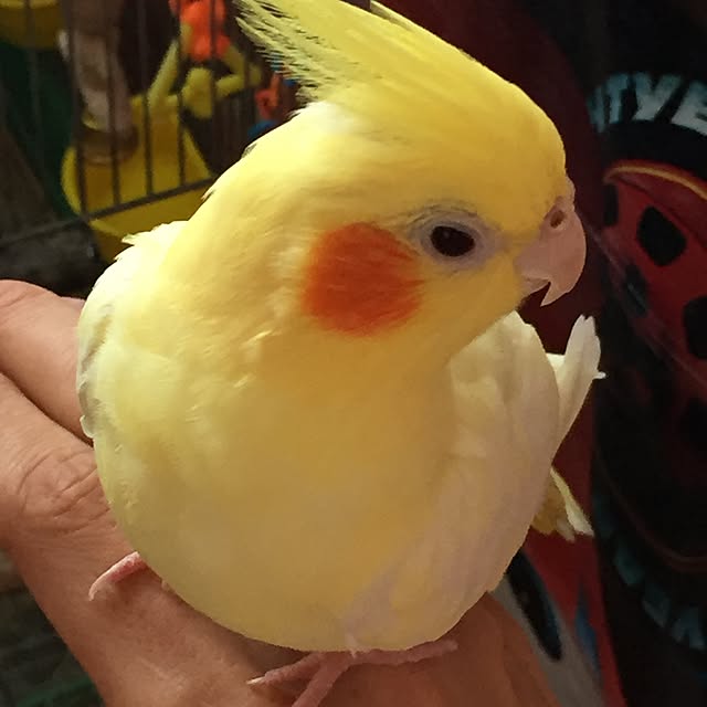 kurochanさんの実例写真