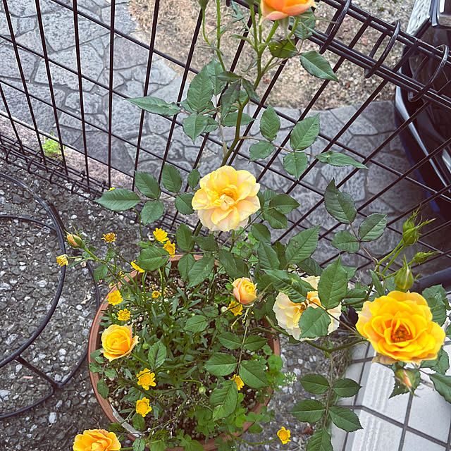 vickyfukuさんの部屋