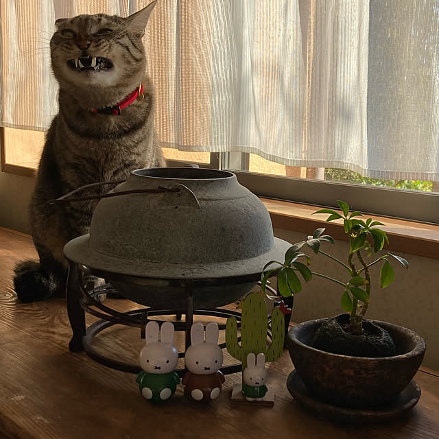 mikan161さんの実例写真