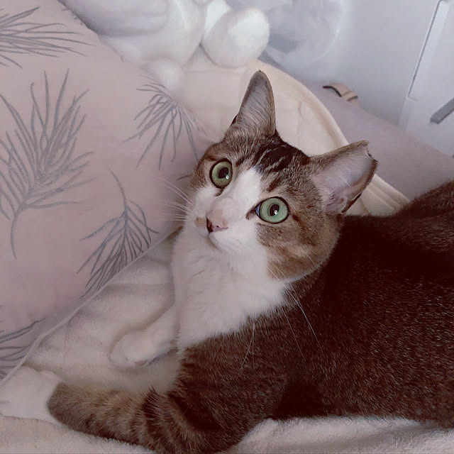 nekomiさんの実例写真