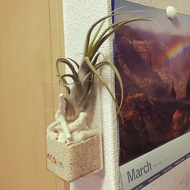 momomoさんの実例写真