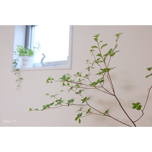 kayaさんの実例写真