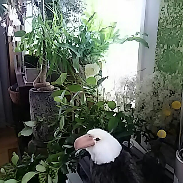 spinetailさんの実例写真