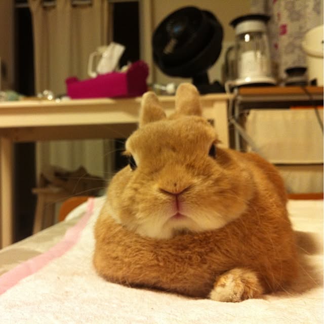 moriayaさんの実例写真