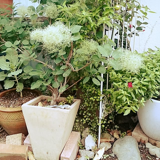 acopyさんの実例写真