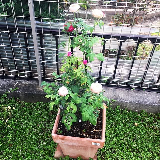 ruka4466さんの実例写真