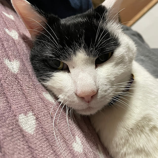 nekosamaさんの実例写真