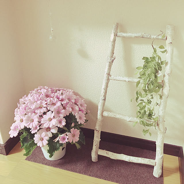 癒し/観葉植物/リビングのインテリア実例 - 2019-03-20 23:06:26