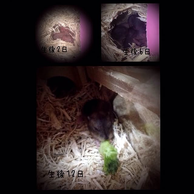 hi_iroさんの実例写真