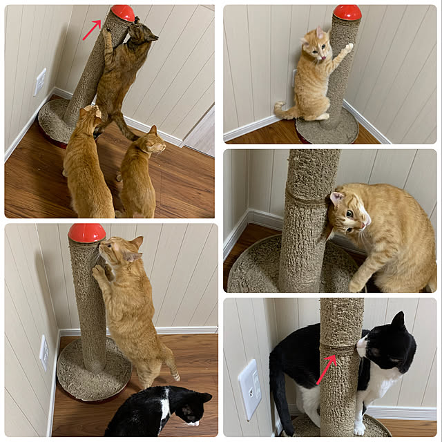 mikeume7さんの実例写真