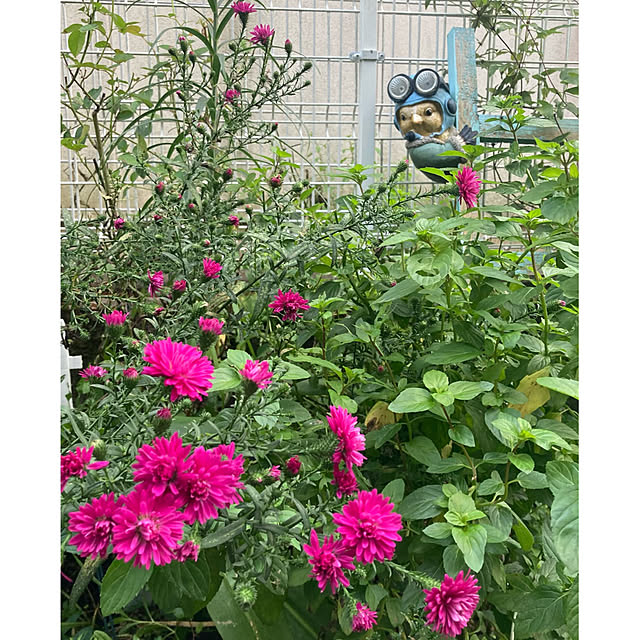 CoCo0617さんの実例写真
