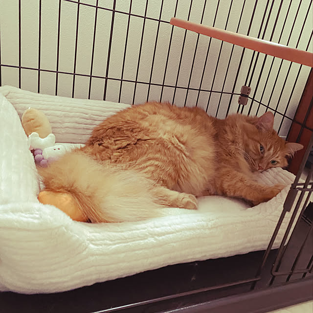 kinakoさんの実例写真