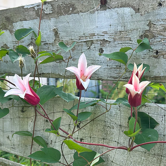 sukkorobiさんの部屋