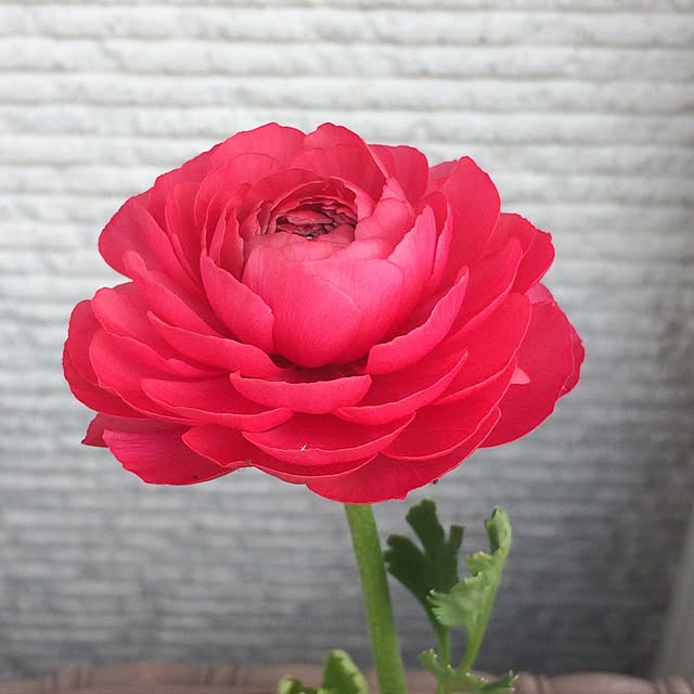 tamoさんの実例写真