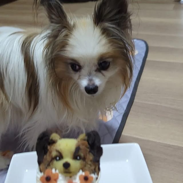 実例写真