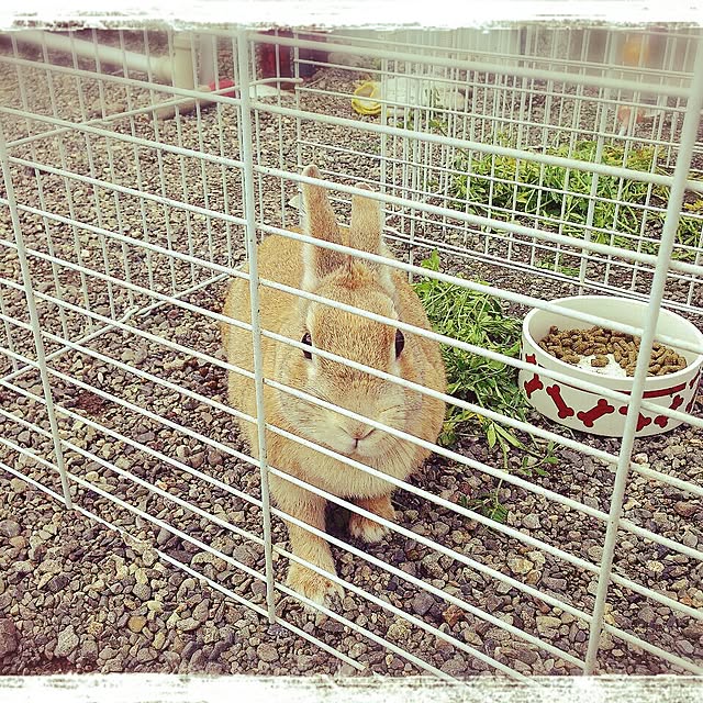 LittleMyさんの実例写真