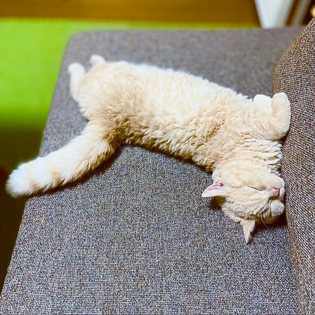naokoさんの実例写真