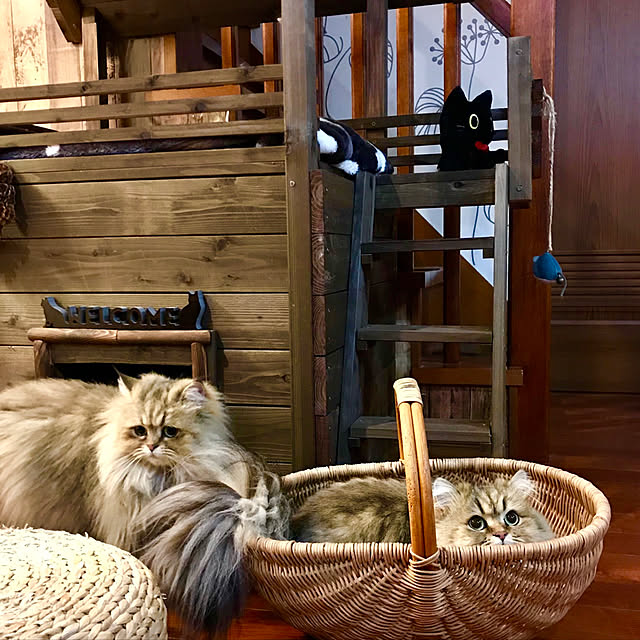 butachanさんの実例写真