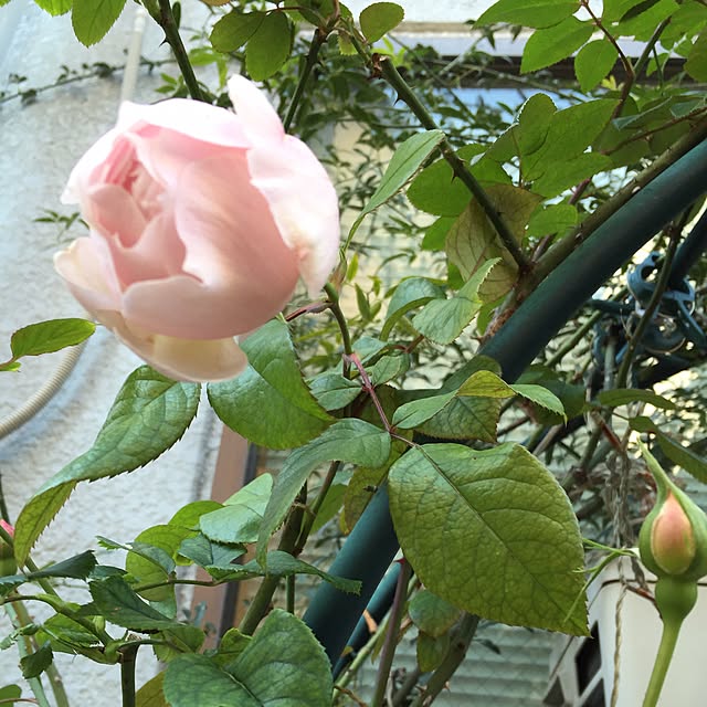 greenroseさんの実例写真