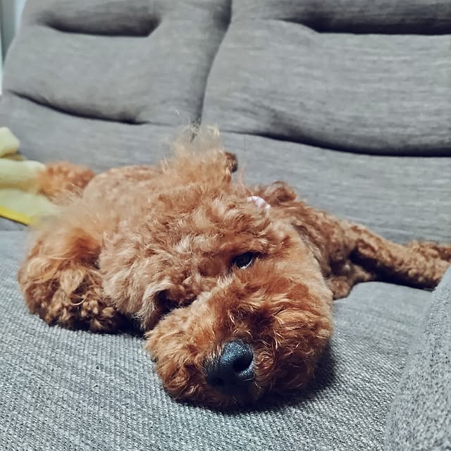 chokocreamさんの実例写真