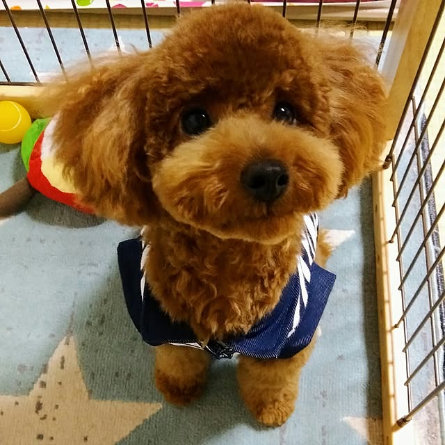 mokochikoさんの実例写真