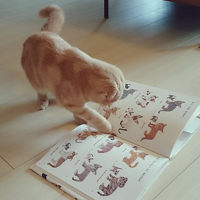 MarshmallowMuffinさんの実例写真