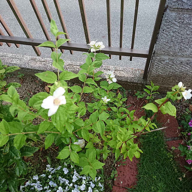 koupeimama.777さんの実例写真